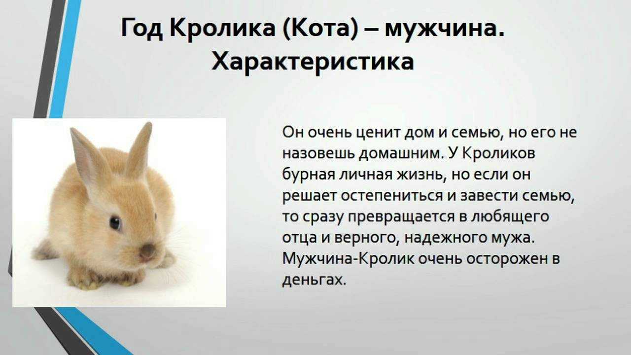 Огненный кролик — китайский зодиак