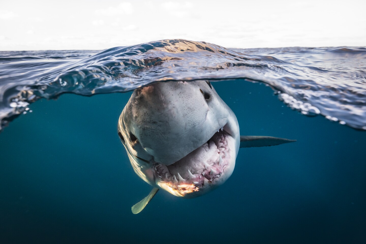 Самые большие акулы в мире - топ 10 - топ 10: рейтинги, списки, обзоры