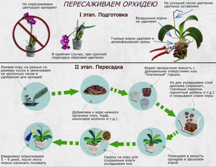 Подборка самых красивых сортов орхидей на свете: описания, советы по уходу - разбираемся, что легко вырастить дома, а какие орхидеи требуют особенного ухода