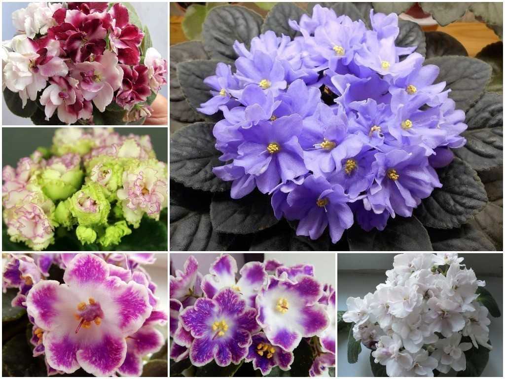 Фиалки: сорта с названиями и фото (50+ сортов) виды: химеры, махровая, анютины глазки и другие