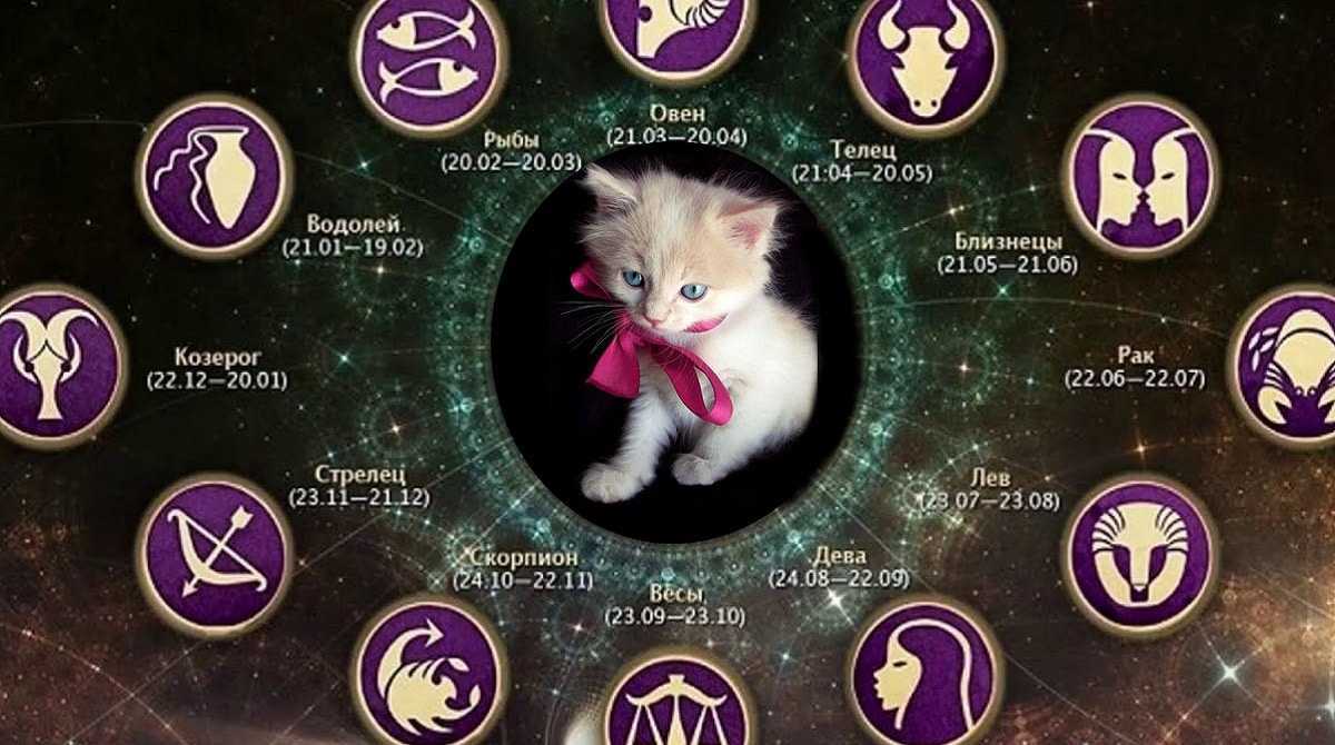 Кошачий гороскоп: характеры котеек по гороскопу