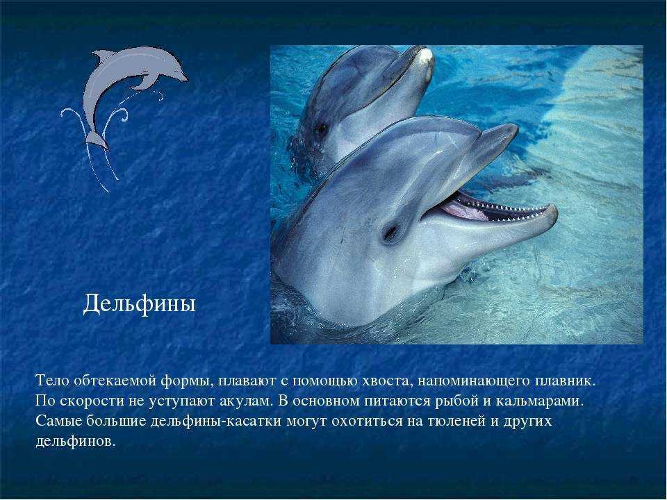 Дельфины черного моря и дельфинарии