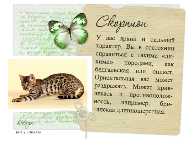 Кошачий гороскоп - звезды раскрывают секреты кошачих