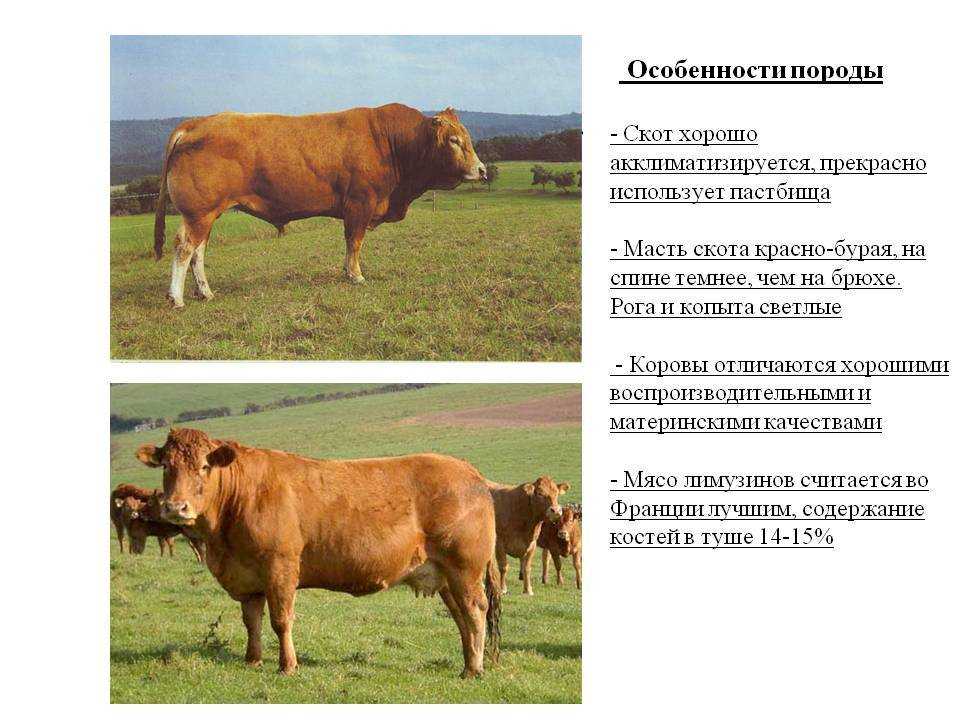 Плюшевая корова из штата айова: происхождение и особенности декоративной породы