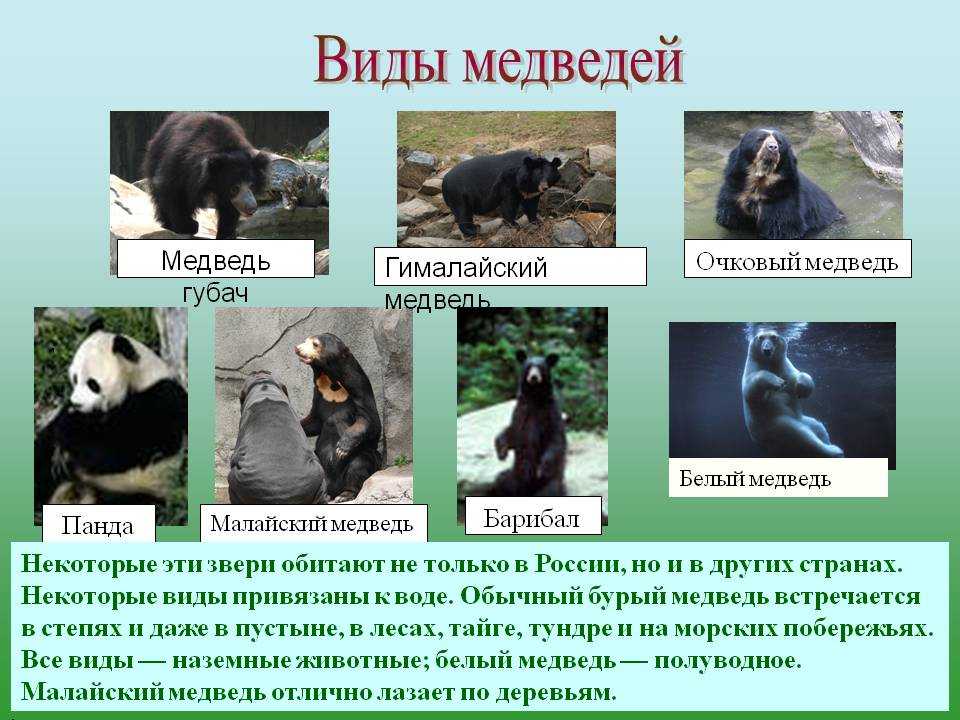 Самые красивые животные в мире: 15 милых симпотяжек нашей планеты с названиями и фотографиями
