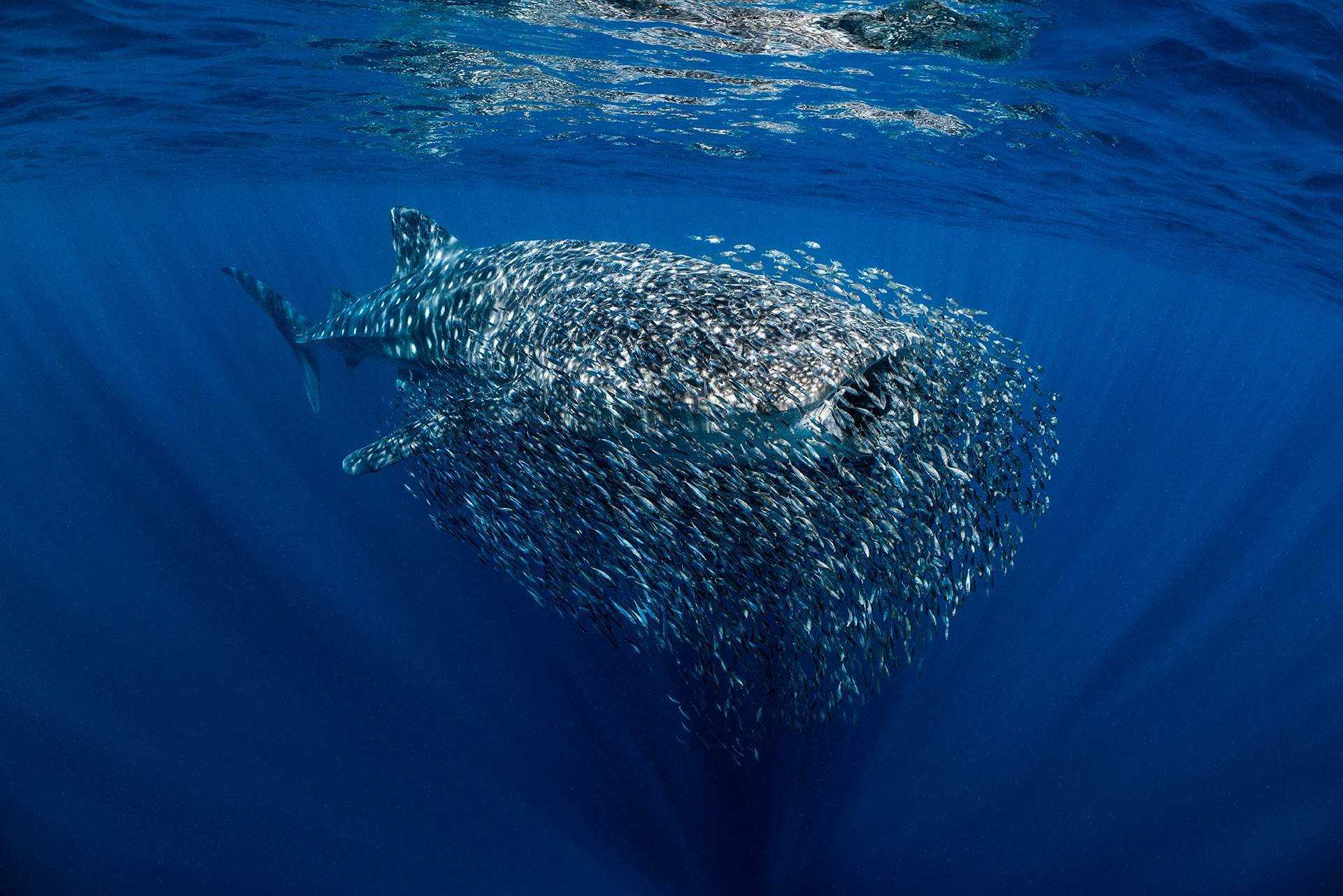 Топ 10 самых страшных акул в мире | интересный сайт