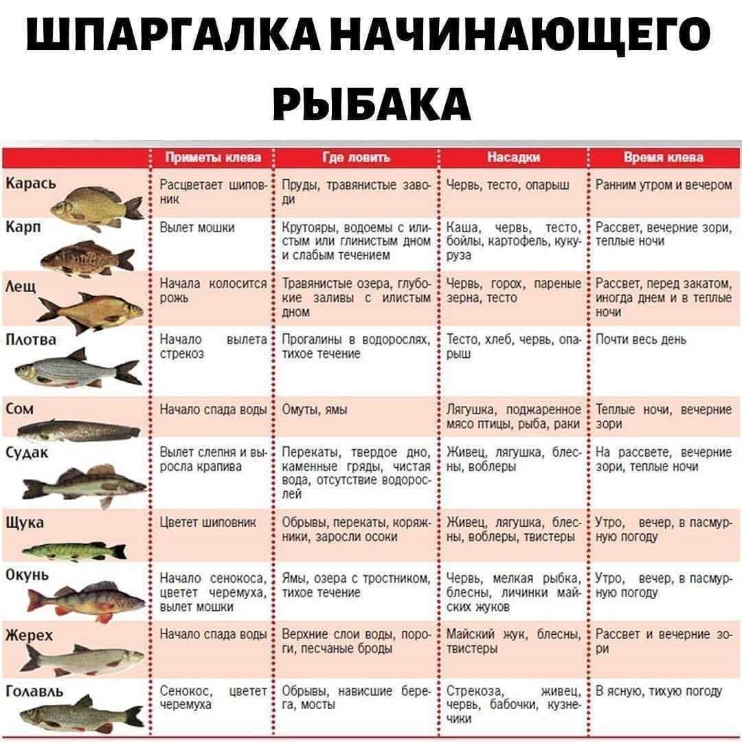 Какую рыбу можно ловить без ограничений по размеру по регионам: норма вылова рыбы в россии и штрафы допустимые размеры рыбы для любительской рыбалки