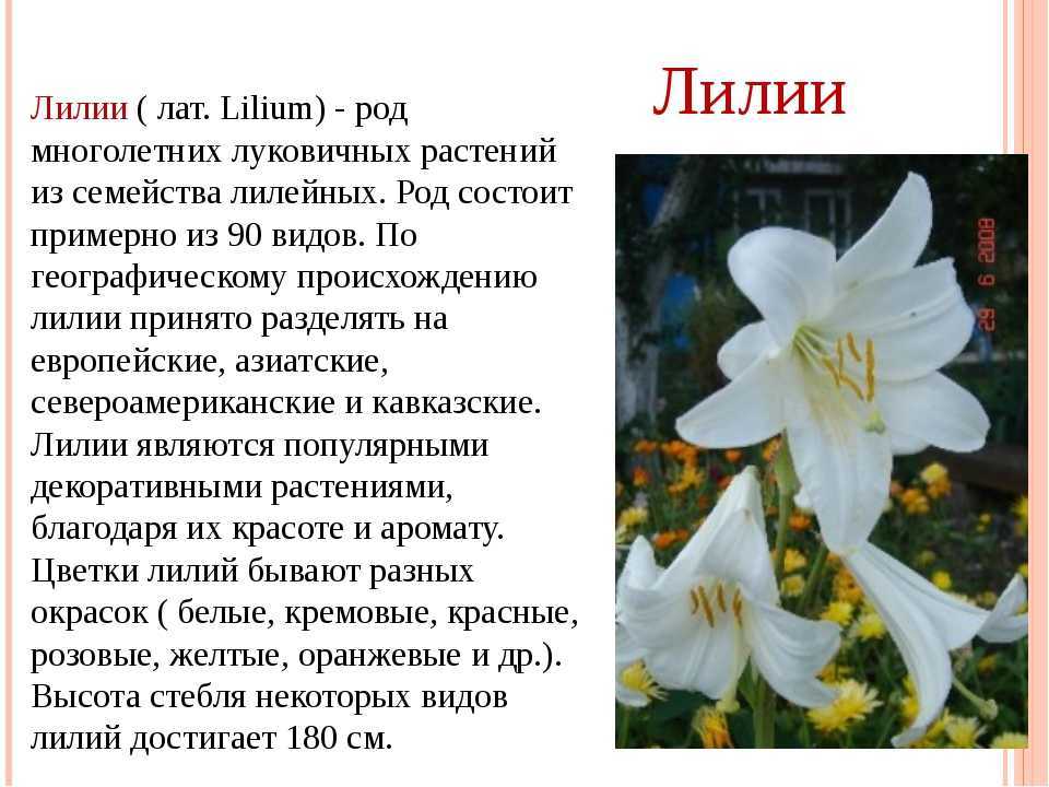 Сорта лилий с фото и названиями сорта: гибриды, азиатские, белые