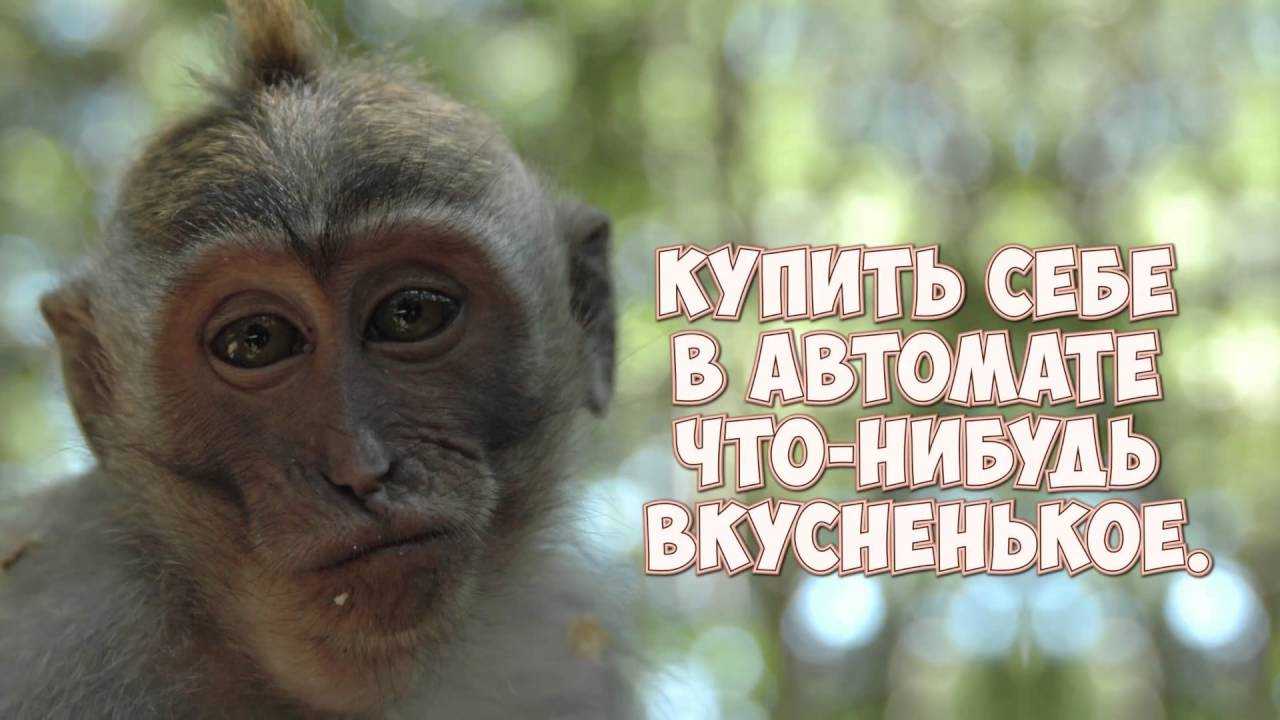 20 невероятно красивых животных, которые могут исчезнуть (фото)