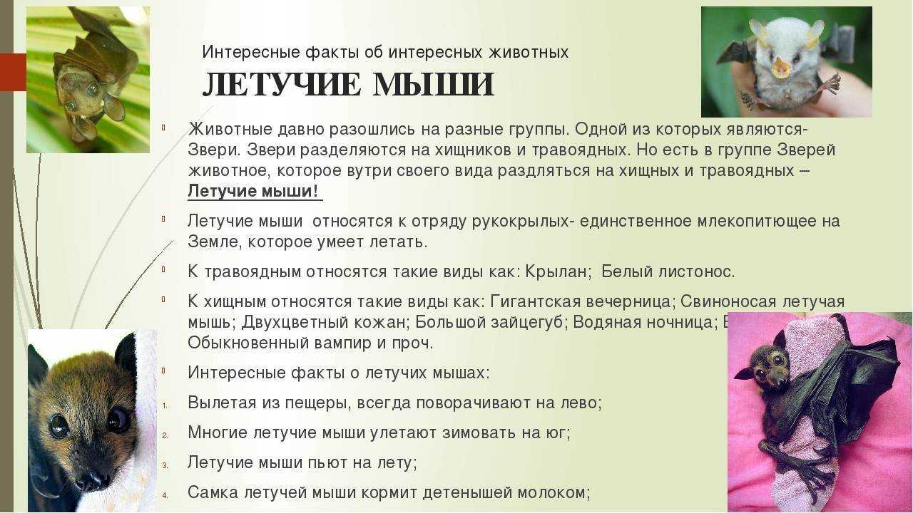 Интересные факты о летучих мышах
