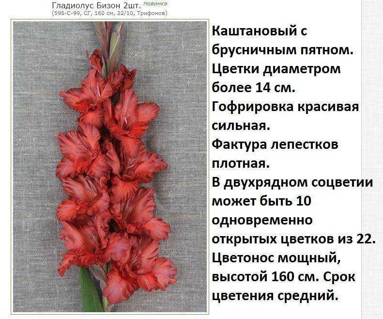 30 вариантов, как красиво посадить гладиолусы