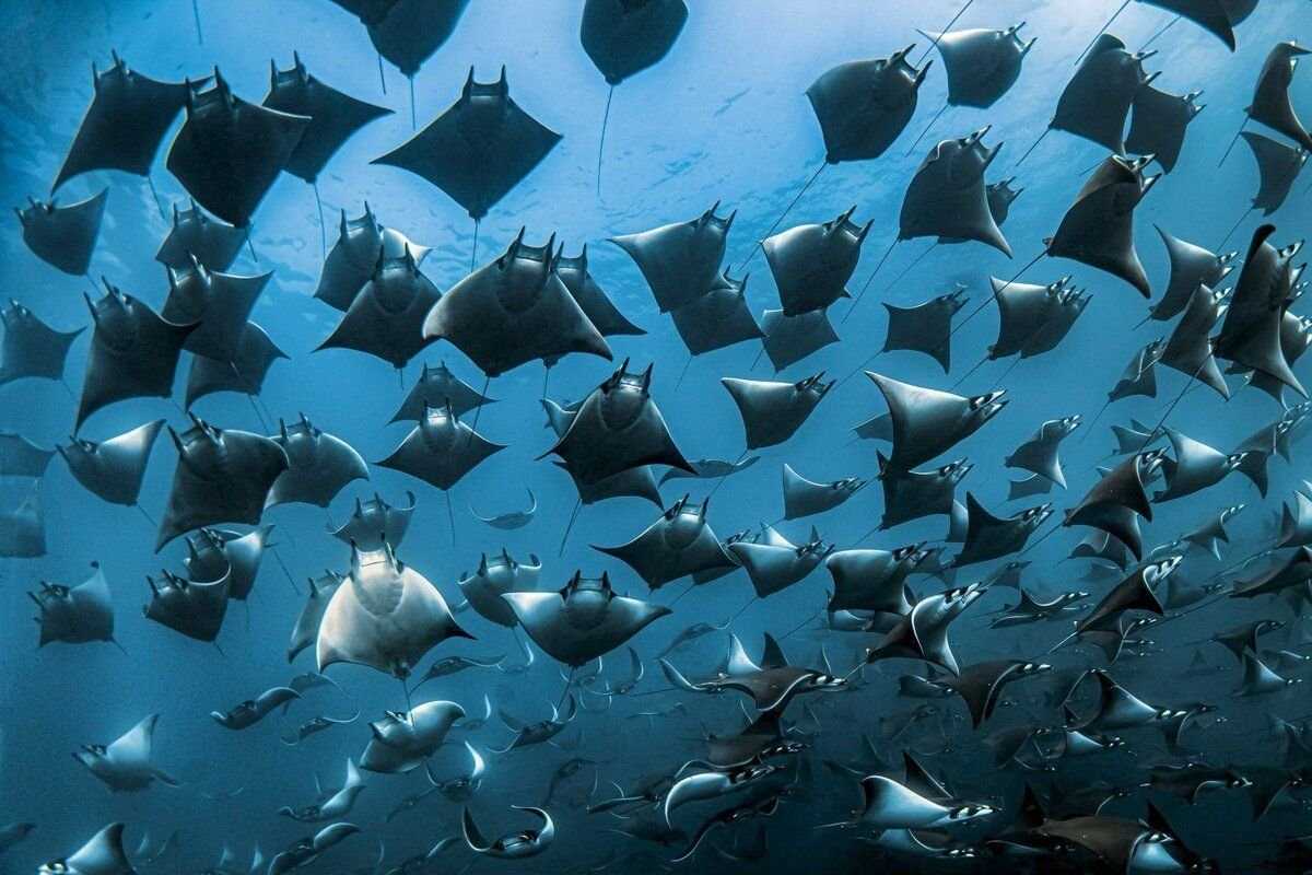 Подборка самых красивых и удивительных акул мира: большие и маленькие, редкие виды - фотографии от лучших подводных фотографов планеты