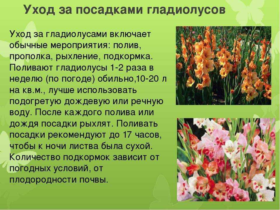Как красиво посадить гладиолусы в ландшафтном дизайне на участке - 24 фото
