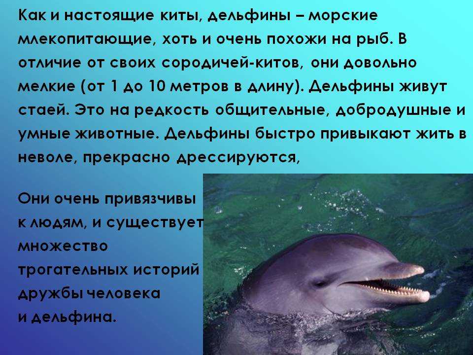 80 интересных фактов про дельфинов (26 фото)