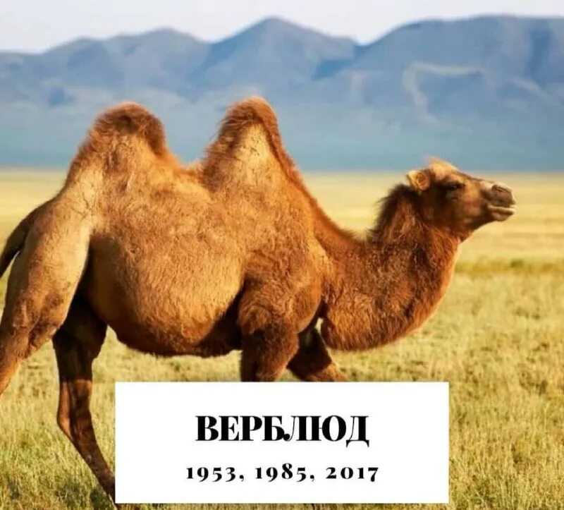 Верблюд: характеристика в зороастрийском гороскопе