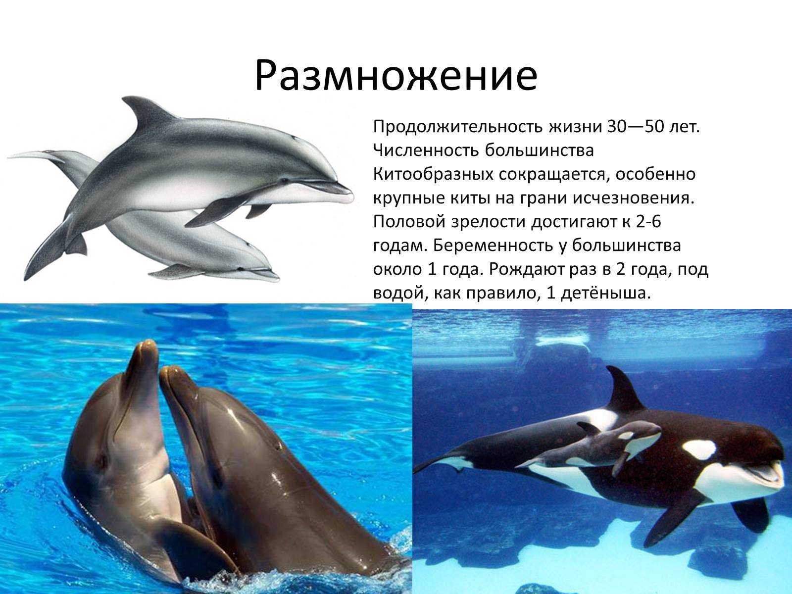 Амазонский дельфин - китообразные | некоммерческий учебно-познавательный интернет-портал зоогалактика