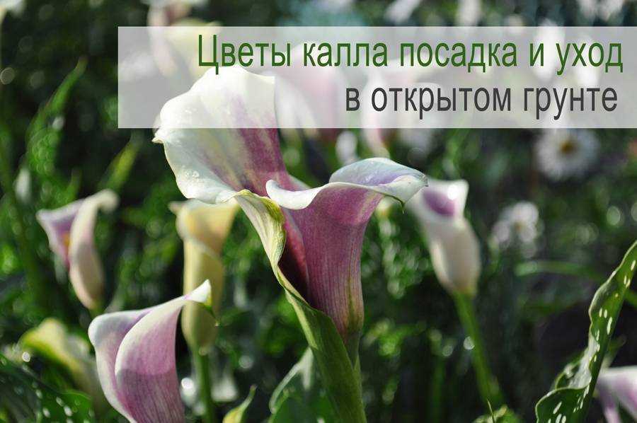 Выращивание каллы в горшке, 5 основных видов