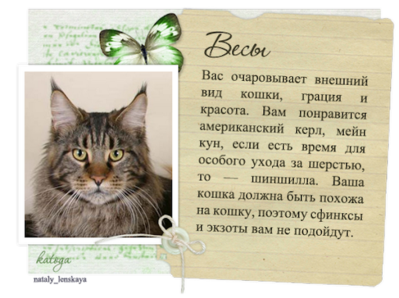 Кошачий гороскоп – совместимость котов и людей по зодиаку