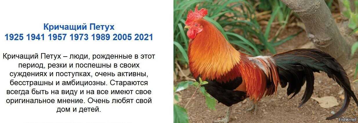 1969 год кого по восточному календарю? характеристика и гороскоп на 2022 год для петуха 1969 года рождения