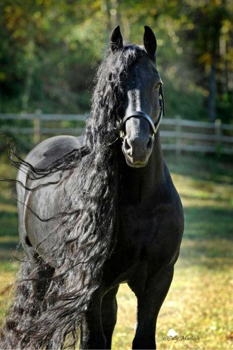 Самые красивые лошади в мире