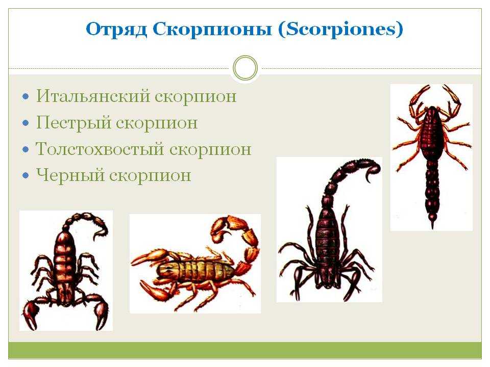 Воспитание ребенка в знаке зодиака скорпион