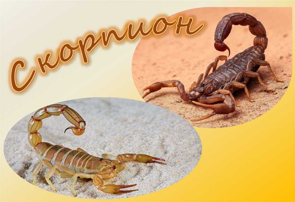 Ребенок-скорпион – характер, интересы, воспитание