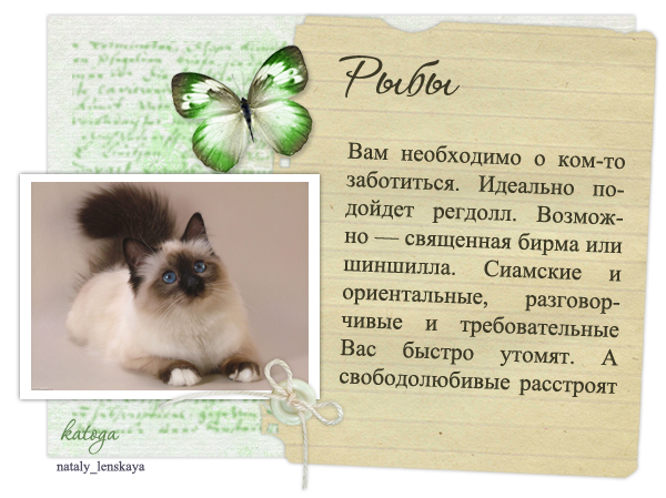 Какая кошка подходит по гороскопу именно вам? → мир гороскопов