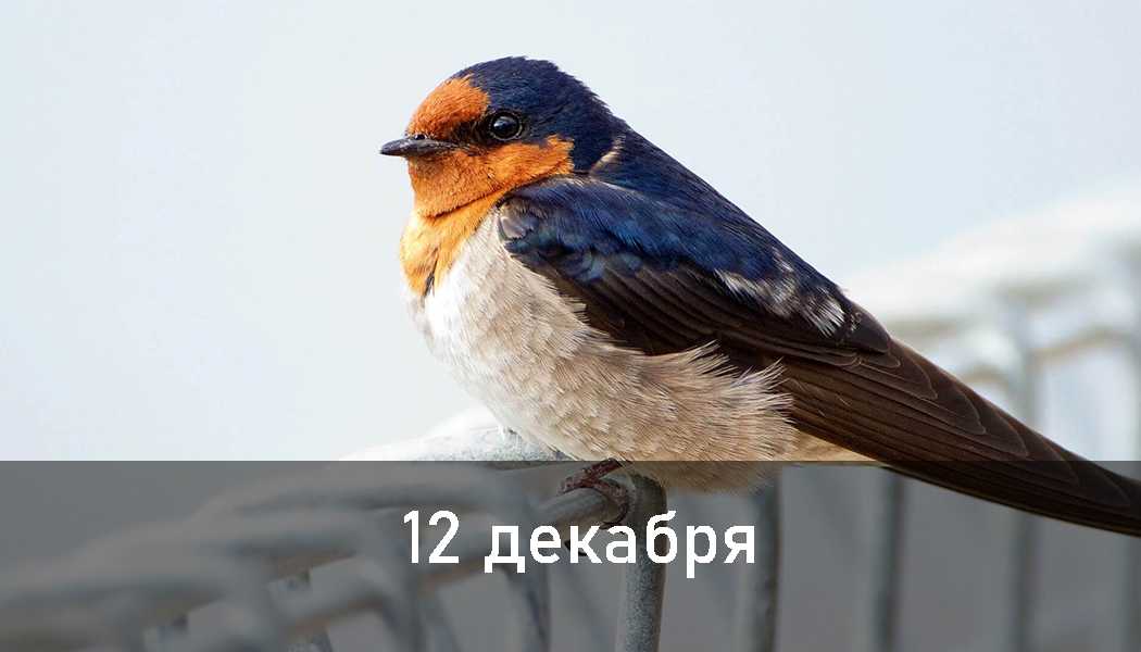 Тотемное животное — узнаём своего зверя по дате рождения онлайн