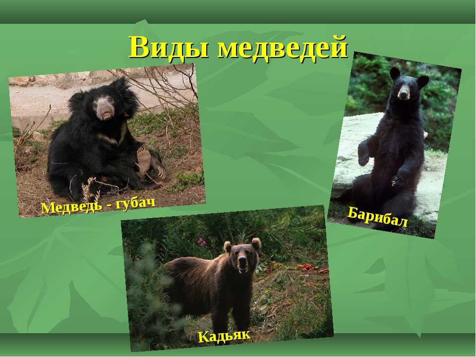 Медведь - где живет, чем питается, виды, сколько живет, фото