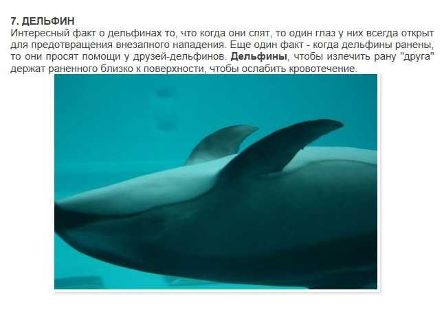 Чем так примечательны дельфины?