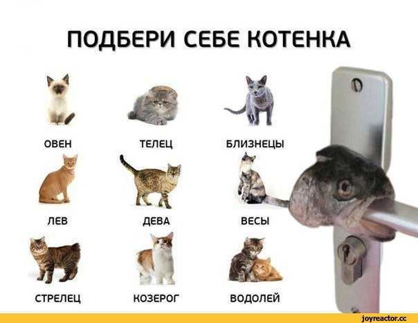 Какой знак зодиака покровительствует вашему коту и как влияет на его характер?