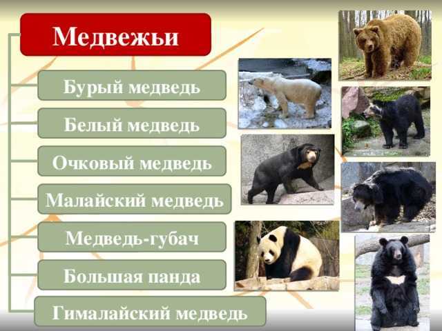 Топ-10 самых красивых животных мира с фото и описанием в рейтинге zuzako