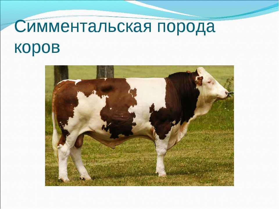 Информация о плюшевых, пушистых, волосатых, мохнатых породах коров