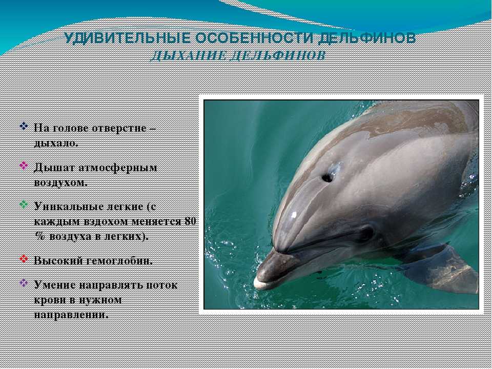Самые красивые виды дельфинов