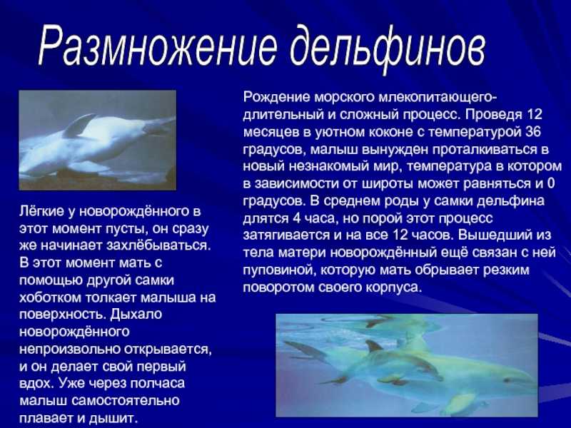 Givotinki.ru. виды дельфинов: названия, описание и среда обитания | givotinki.ru