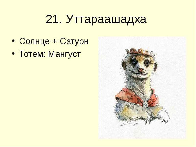 Год гепарда и болотной кошки: каким будет 2022 год по зороастрийскому гороскопу | thegirl